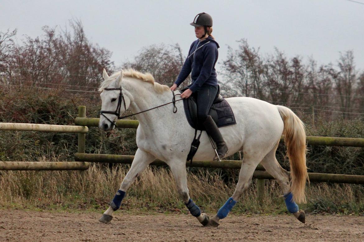 Dansk Varmblod Mr. soru billede 2