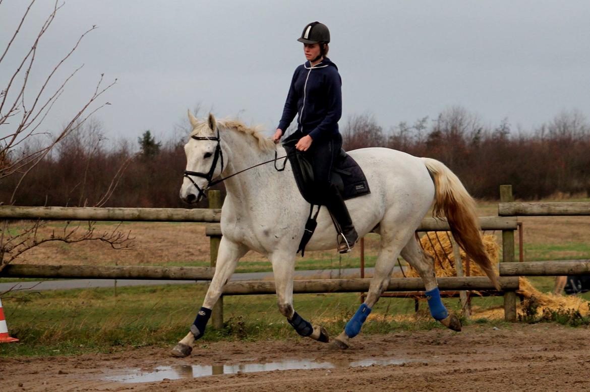 Dansk Varmblod Mr. soru billede 6