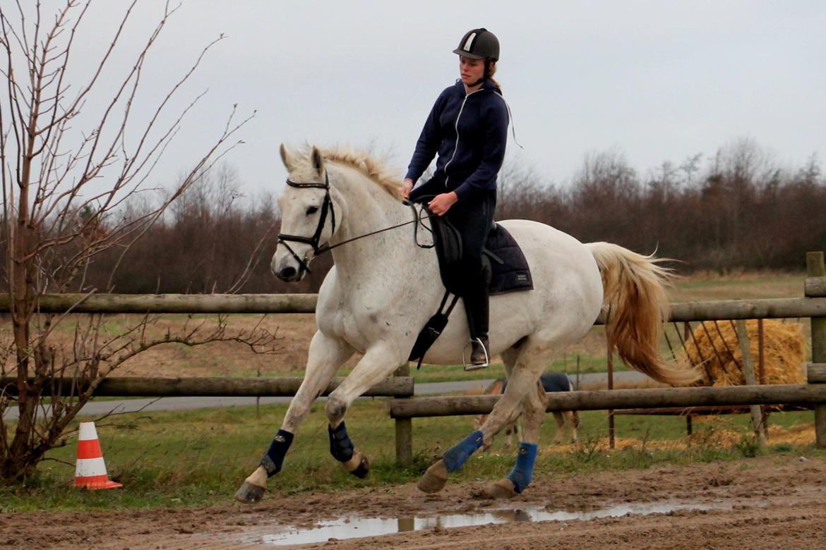 Dansk Varmblod Mr. soru billede 8