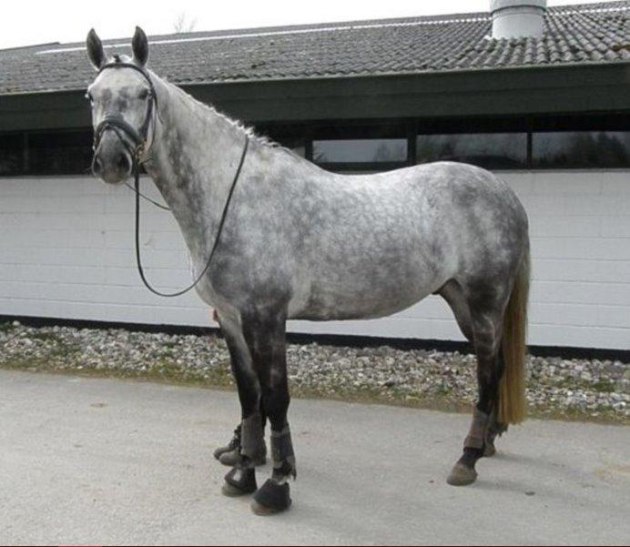 Dansk Varmblod Mr. soru billede 9