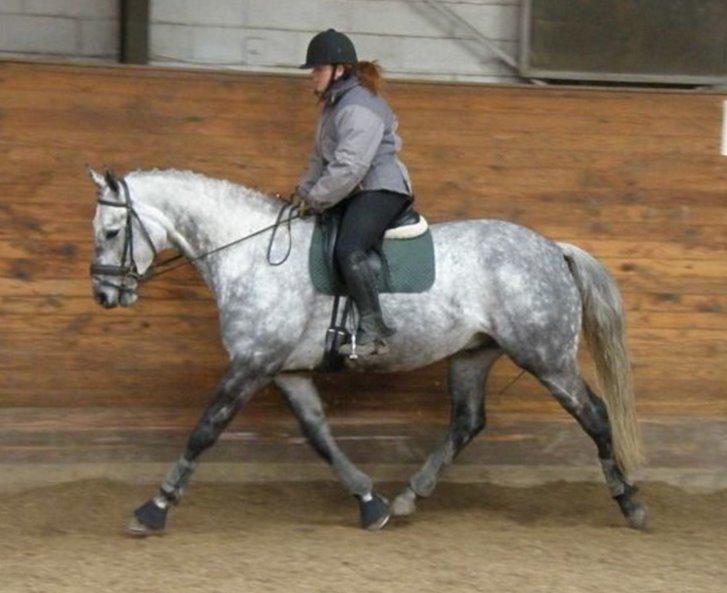 Dansk Varmblod Mr. soru billede 10