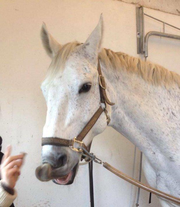 Dansk Varmblod Mr. soru billede 12