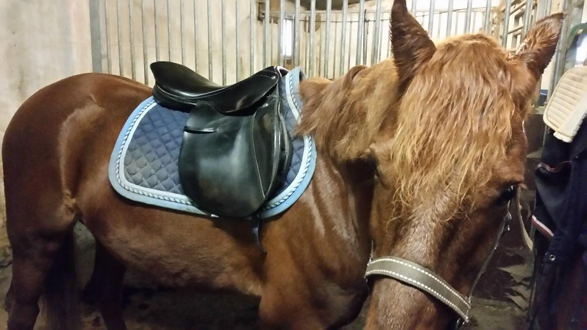 Anden særlig race Charlie By Fidelaty  billede 35