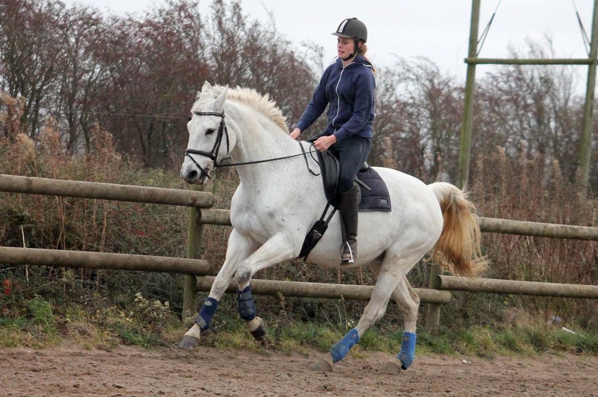 Dansk Varmblod Mr. soru billede 4