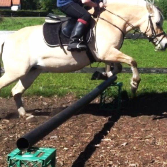 Fjordhest Shavanna  - et af mig og Shavanna's første spring ;) billede 3