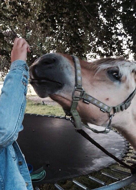 Fjordhest Shavanna  - Glem lige min hånd xD ^^ billede 1