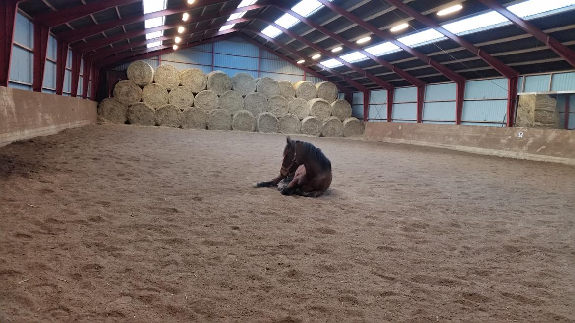 Anden særlig race Kokholms calypso billede 4