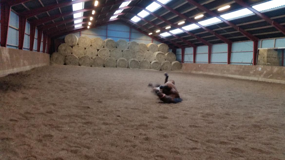 Anden særlig race Kokholms calypso billede 5