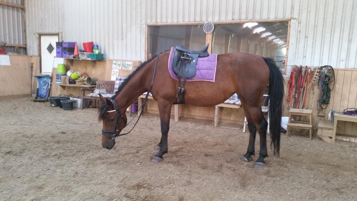 Anden særlig race Kokholms calypso billede 2