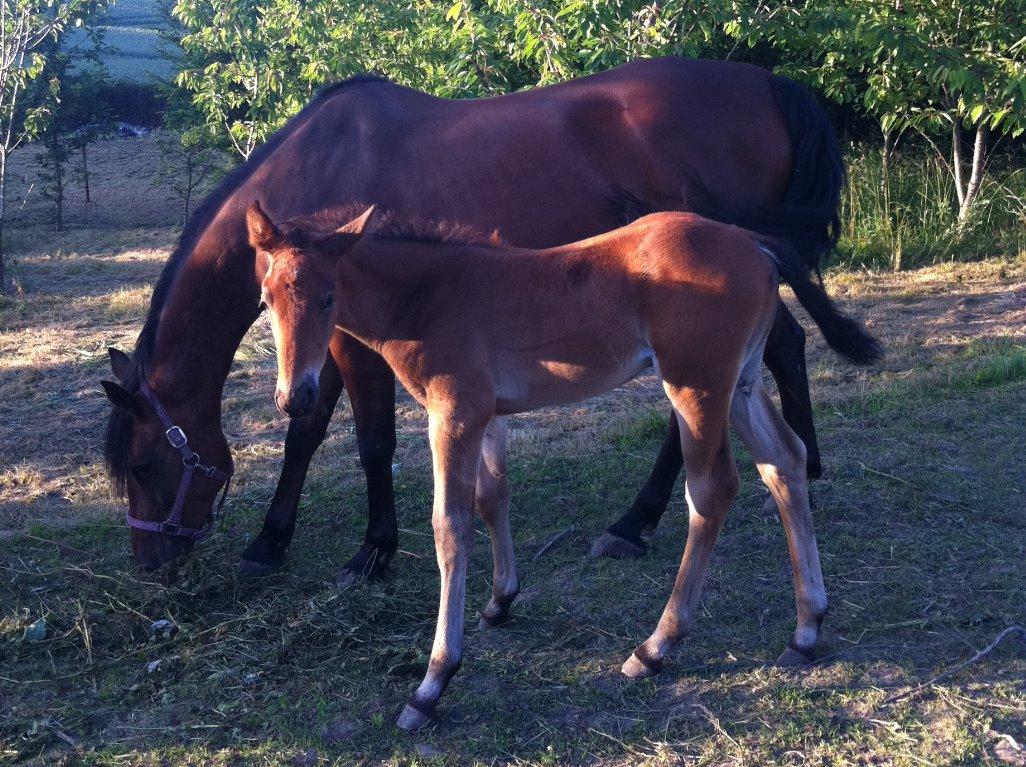 Anden særlig race Kokholms calypso - lypses avler sendte de her billeder af hende som føl billede 19