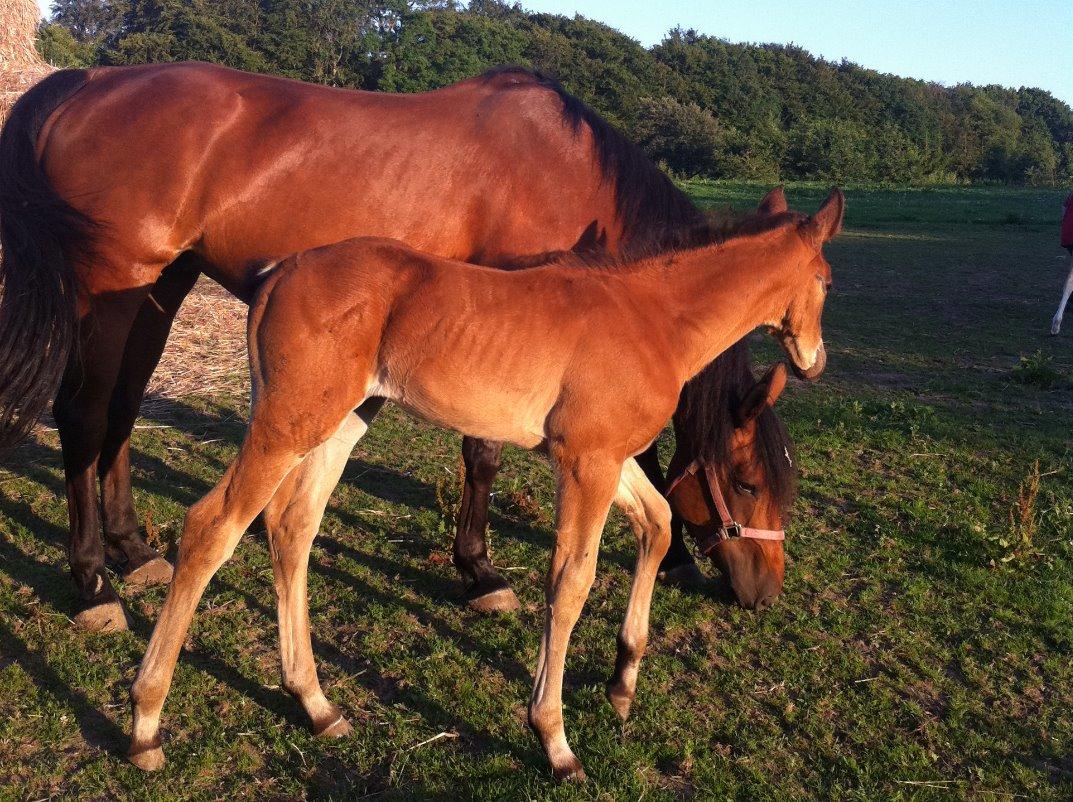 Anden særlig race Kokholms calypso - lypses avler sendte de her billeder af hende som føl billede 20
