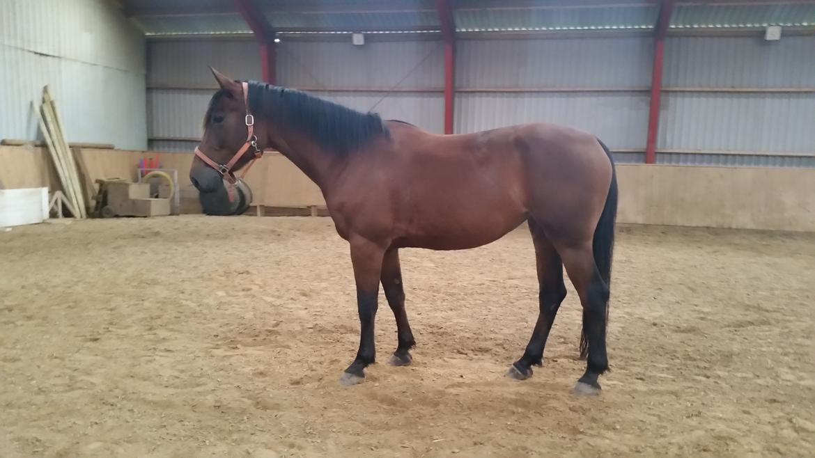 Anden særlig race Kokholms calypso - her har jeg haft hende i ca 4-3 måneder og hun er kommet lidt i form og blevet fedet lidt op :-) billede 1