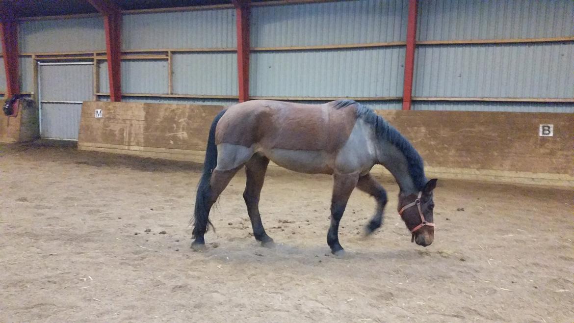 Anden særlig race Kokholms calypso billede 3