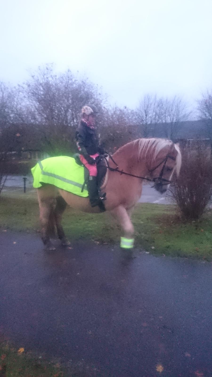 Haflinger Sonja billede 17