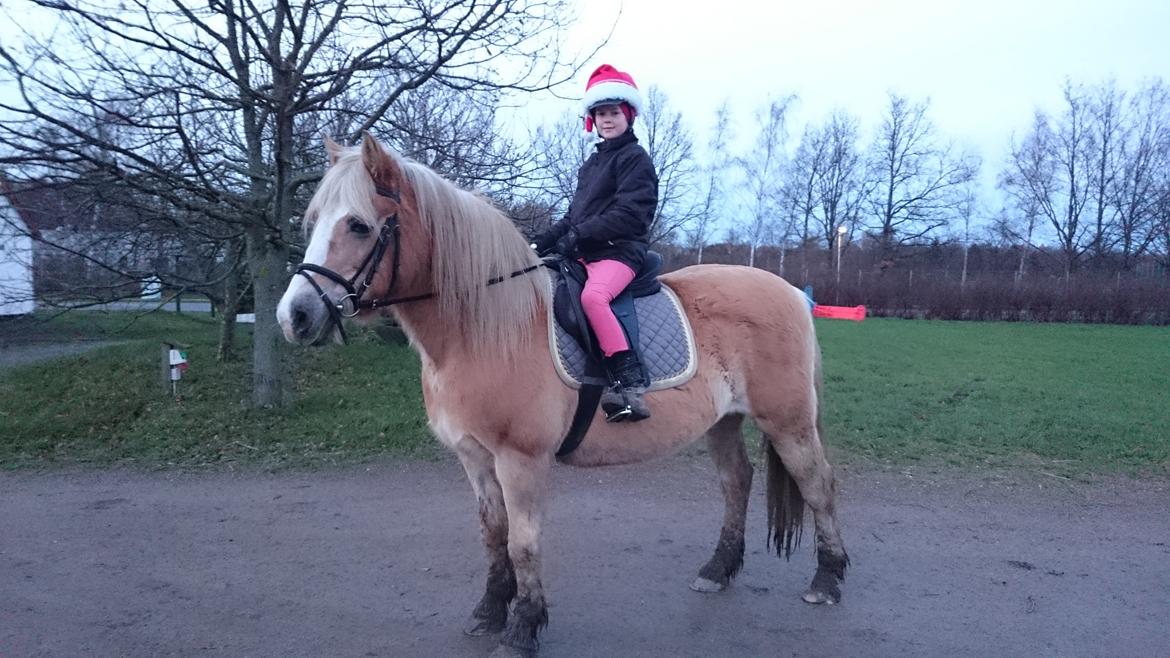 Haflinger Sonja billede 18