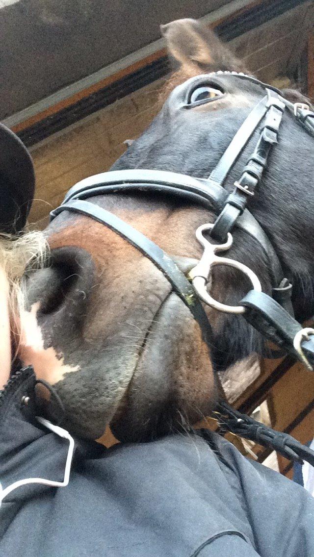 Tysk Sportspony Caruso - min pony! B -pony billede 12