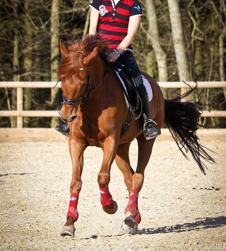 Hollandsk Sportspony Amazing Amigo *B-pony*  - VELKOMMEN TIL AMAZING AMIGO - cp-photo.dk billede 3