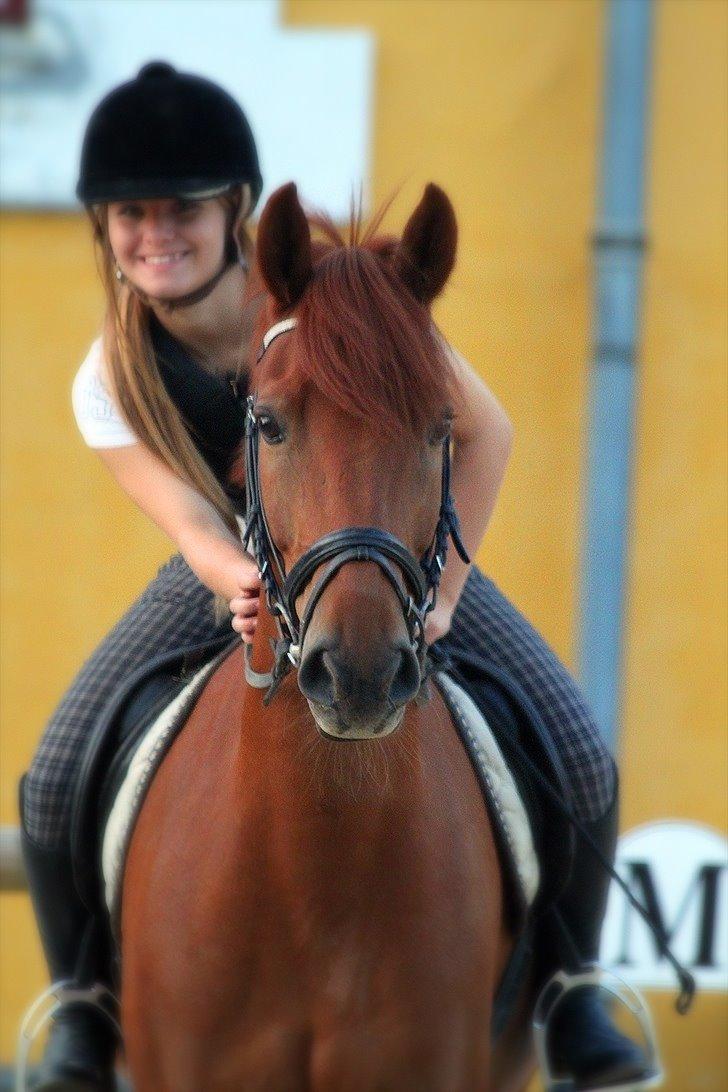 Hollandsk Sportspony Amazing Amigo *B-pony*  - jeg elsker dig af hele mit hjerte <3 billede 17