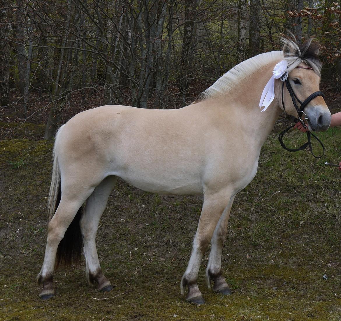 Fjordhest Højvanggaards saga - Plagskue Birken 2015  billede 9