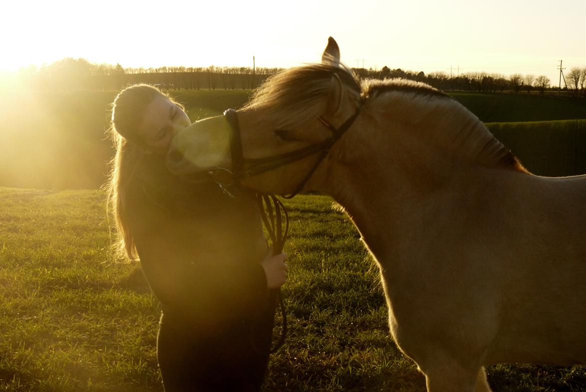 Fjordhest Højvanggaards saga - <3 <3 <3 billede 10