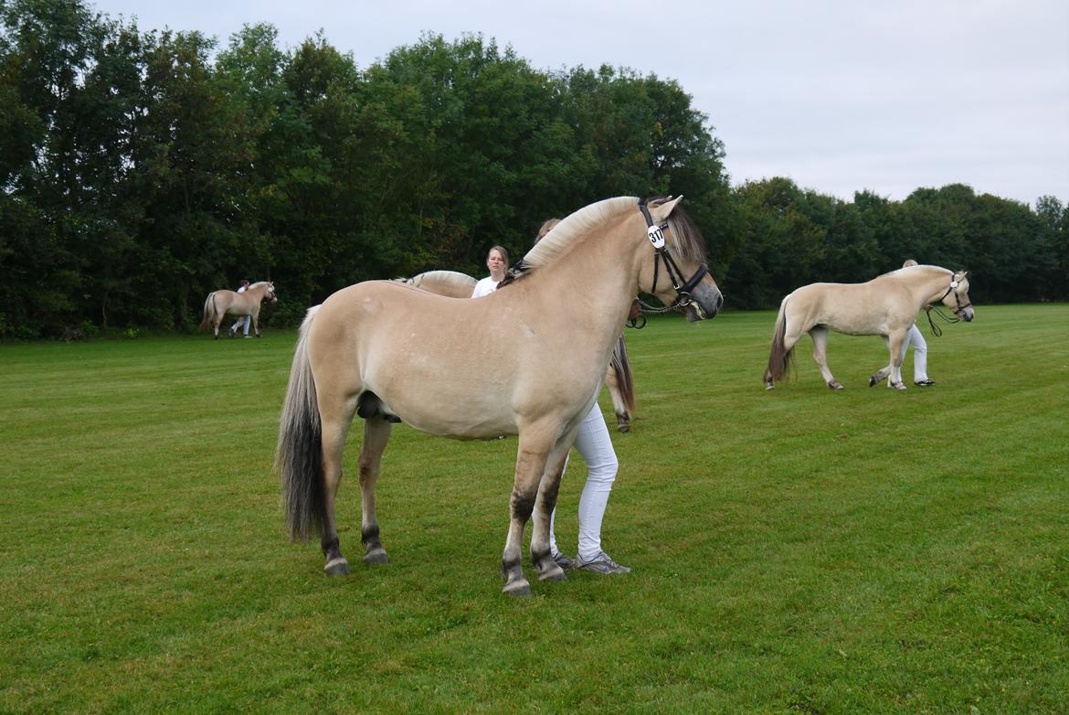 Fjordhest Tornhøjs hector - Kimbrerskuet Års, 2015 billede 2