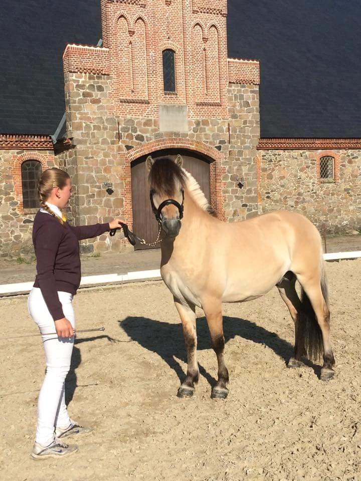 Fjordhest Tornhøjs hector - Vilhelmsborg 2015 billede 1