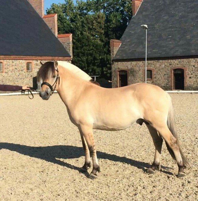 Fjordhest Tornhøjs hector - Vilhelmsborg 2015, hingstekåring  billede 4