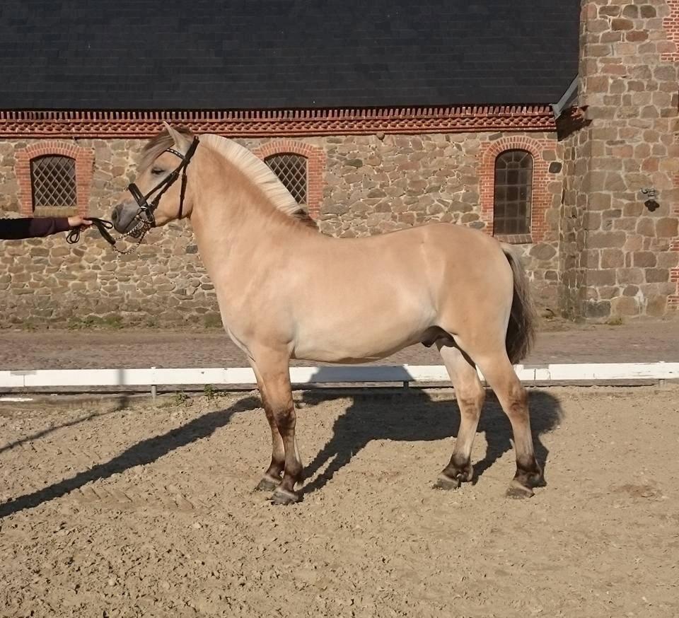 Fjordhest Tornhøjs hector - Vilhelmsborg 2015, hingstekåring billede 3