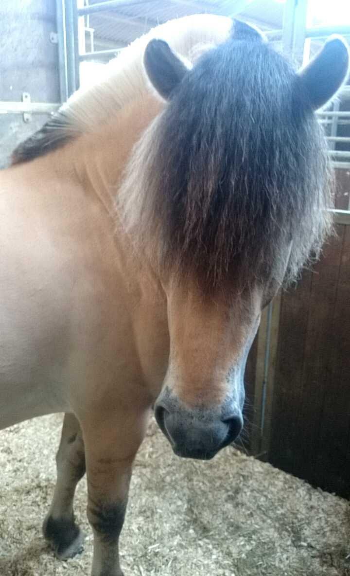 Fjordhest Tornhøjs hector billede 5