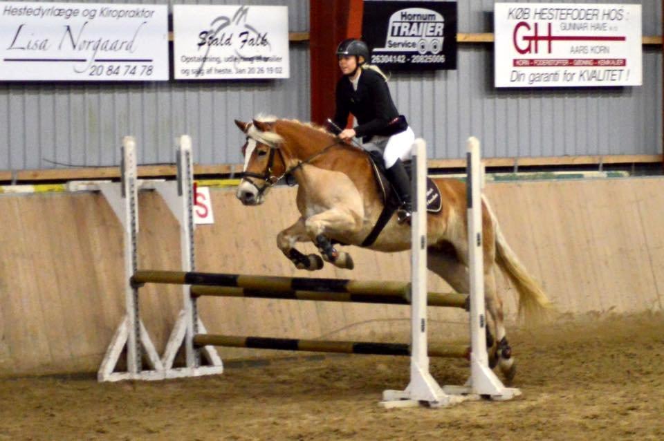 Haflinger Nordan's Wella billede 18