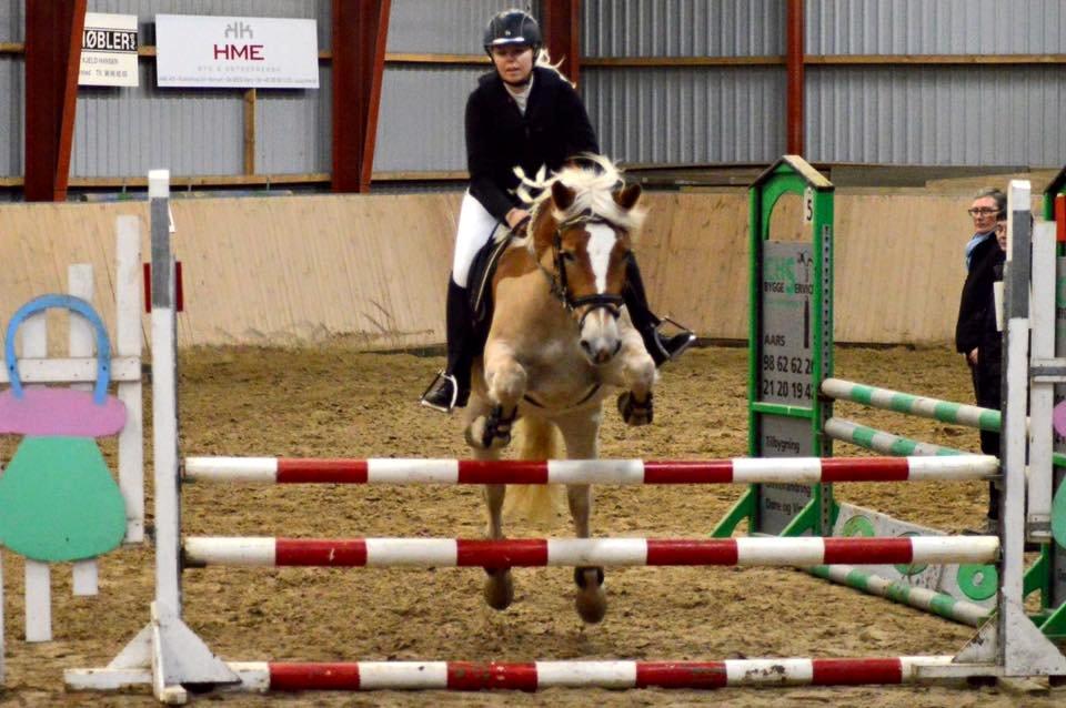 Haflinger Nordan's Wella billede 6