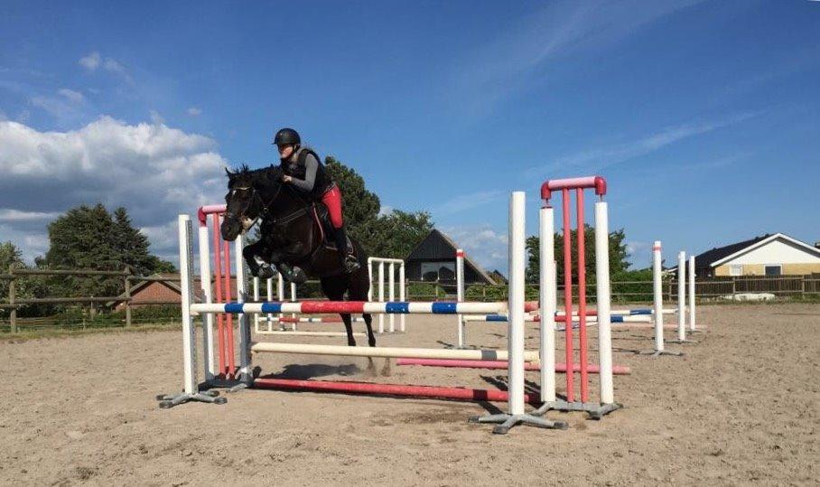New Forest Skovly's heidi billede 4