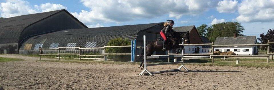 New Forest Skovly's heidi billede 5