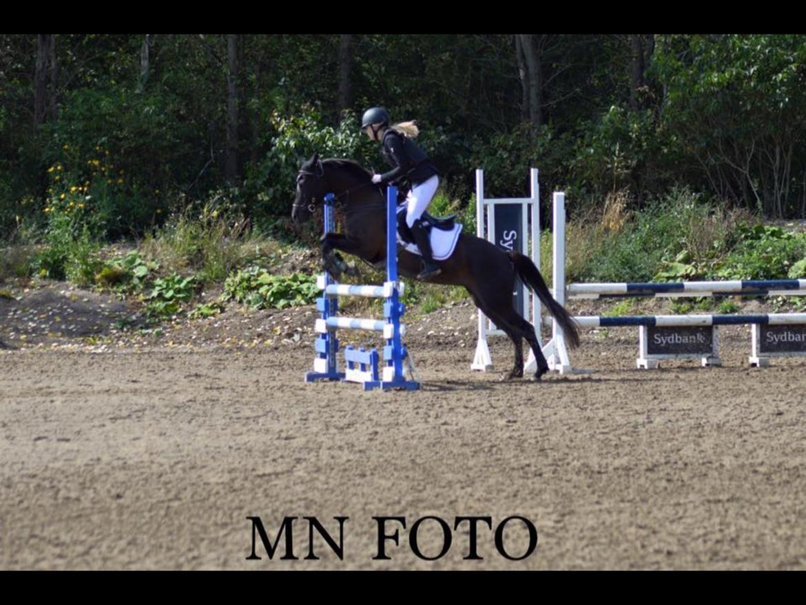 New Forest Skovly's heidi billede 6