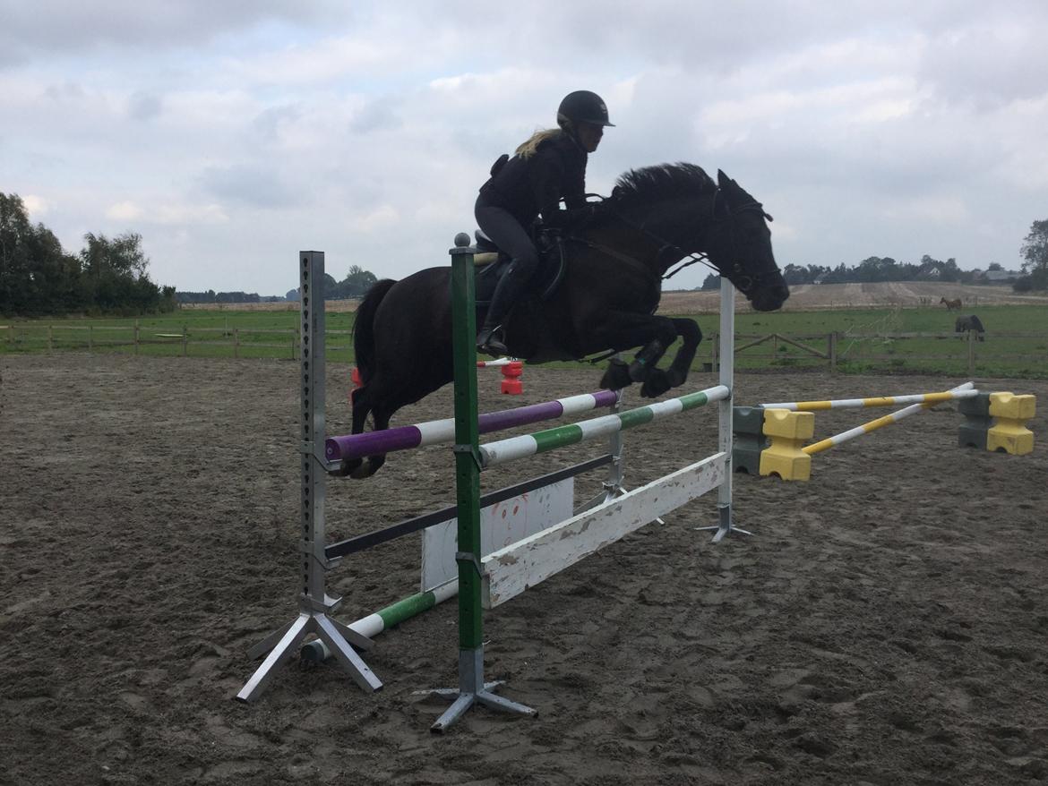 New Forest Skovly's heidi billede 3