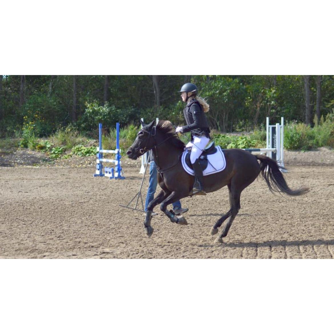 New Forest Skovly's heidi billede 7