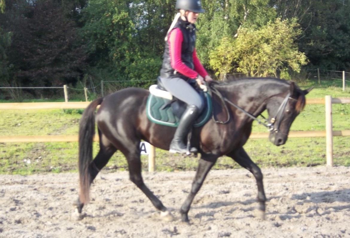New Forest Skovly's heidi billede 12