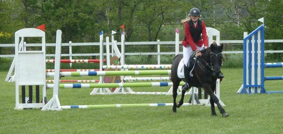 New Forest Skovly's heidi billede 17