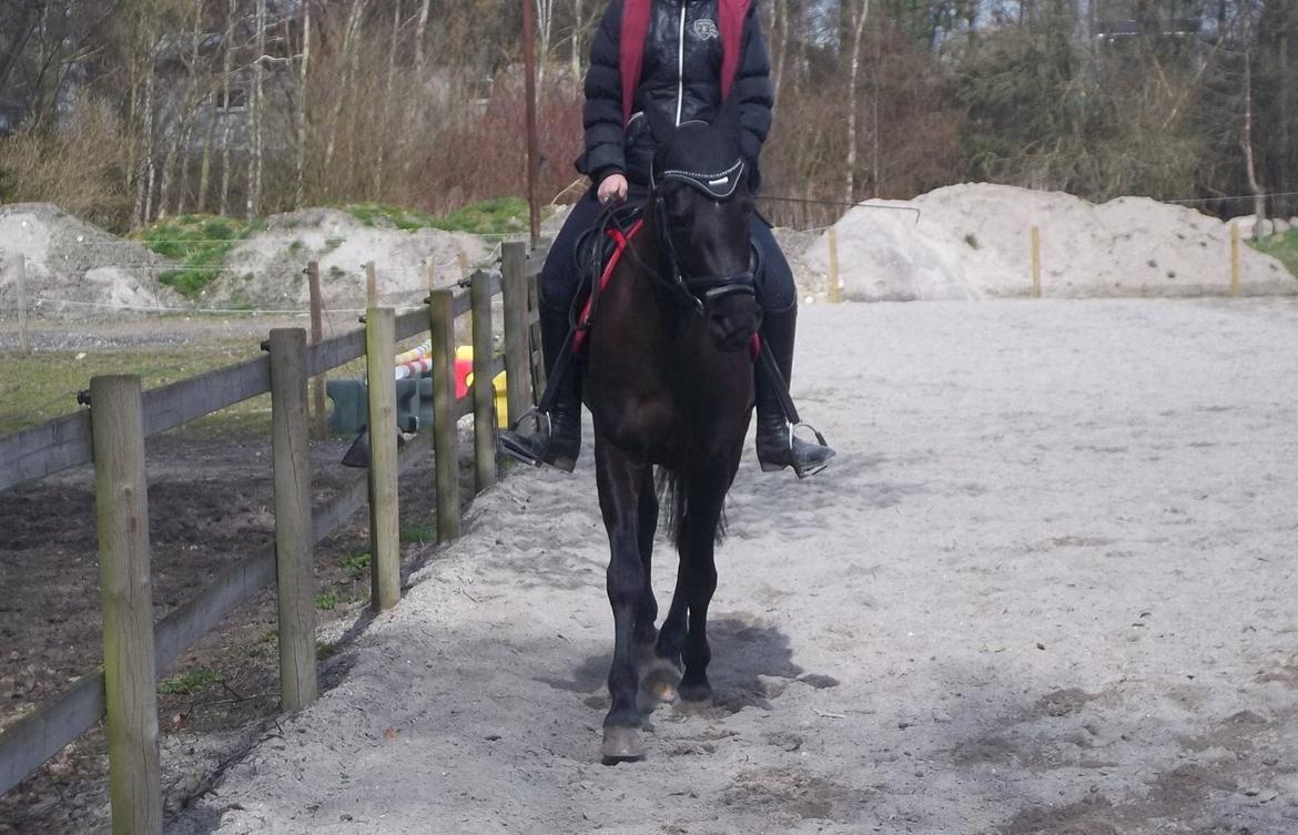 New Forest Skovly's heidi billede 18