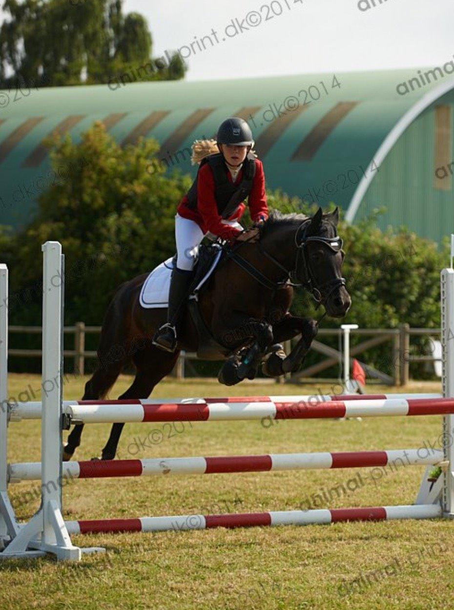 New Forest Skovly's heidi billede 19