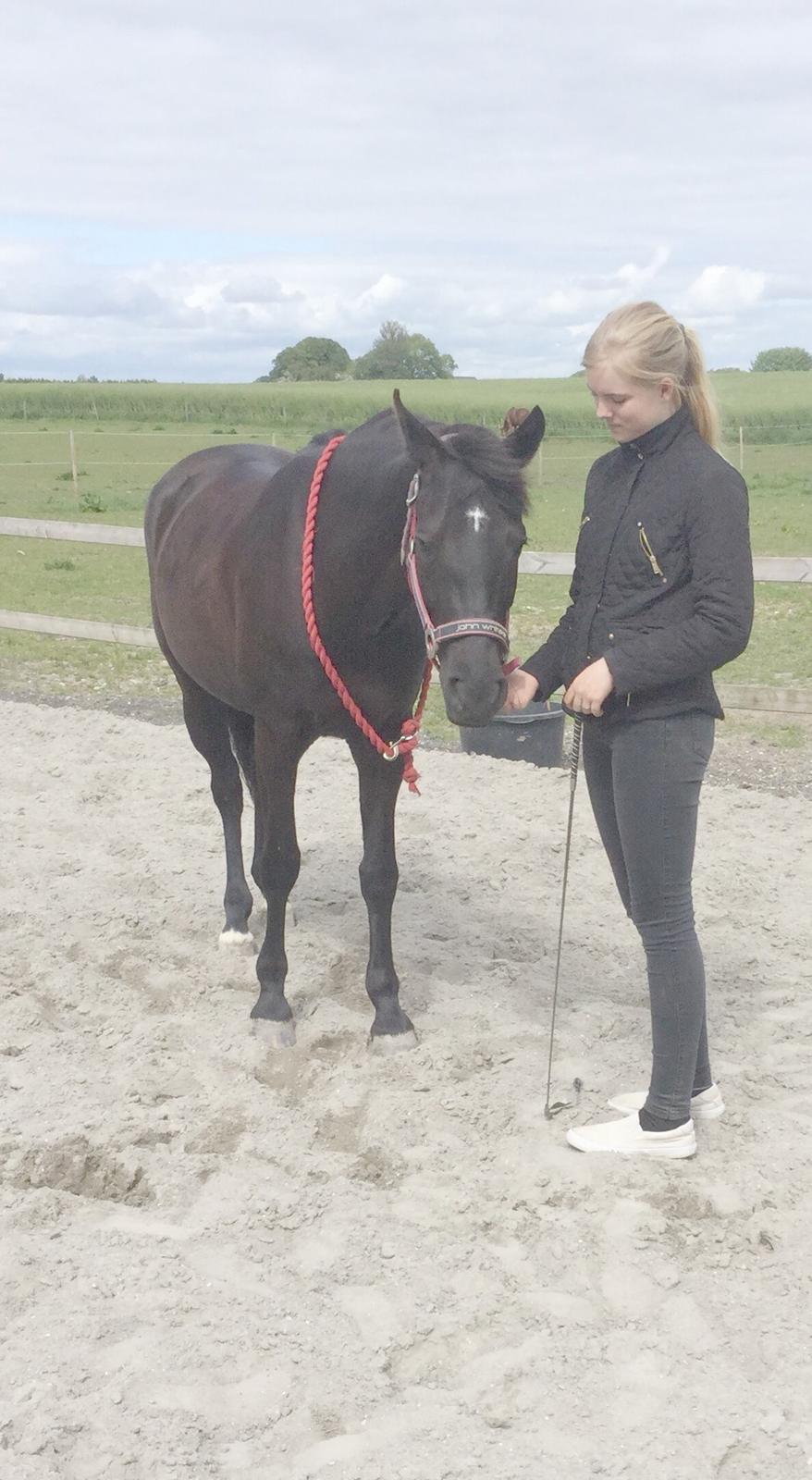 New Forest Skovly's heidi billede 14
