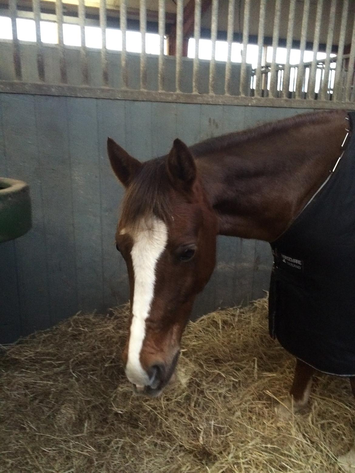 DSP Carla damgård - carlas nye hjem billede 3