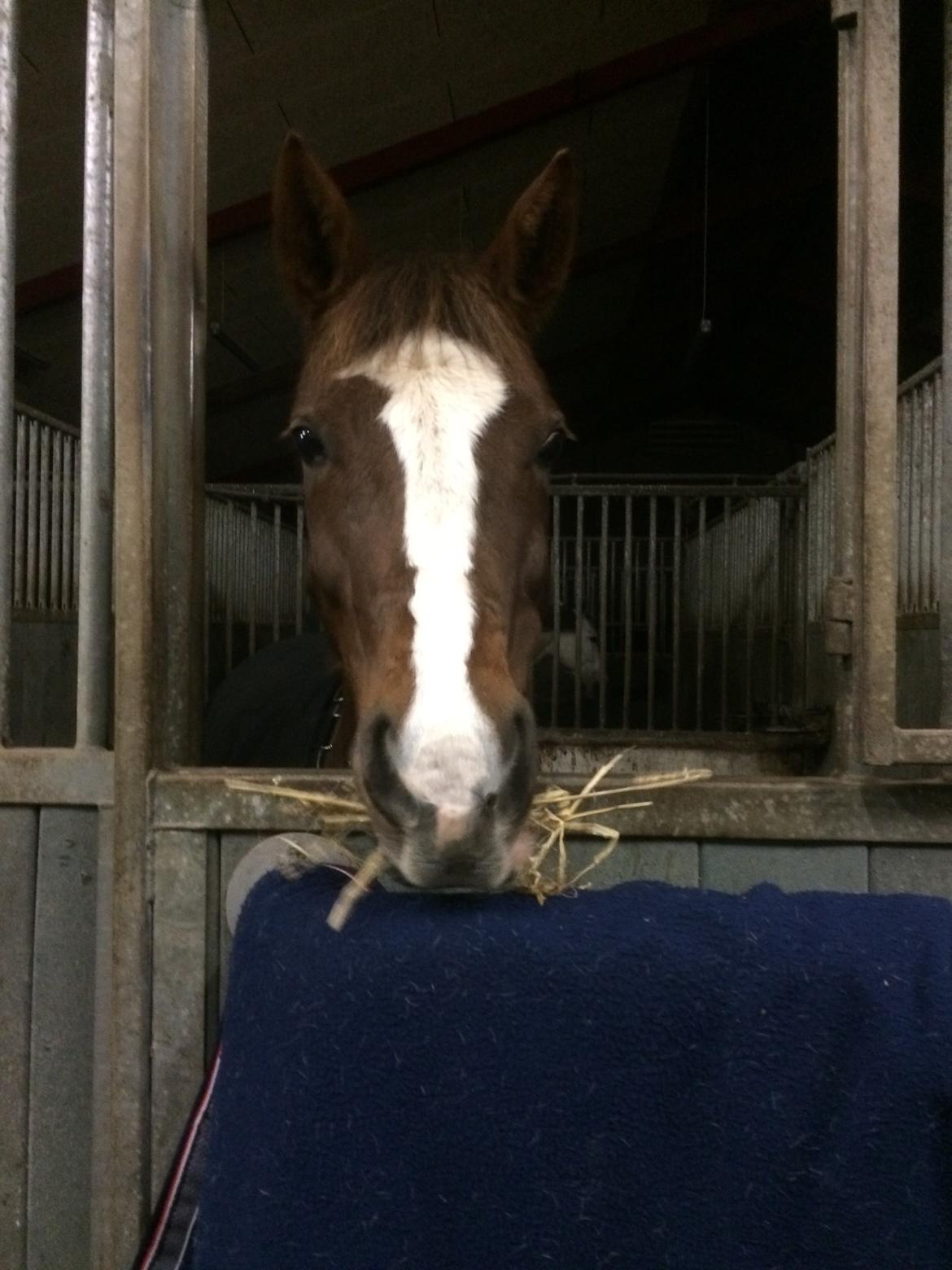 DSP Carla damgård - nuser billede 7