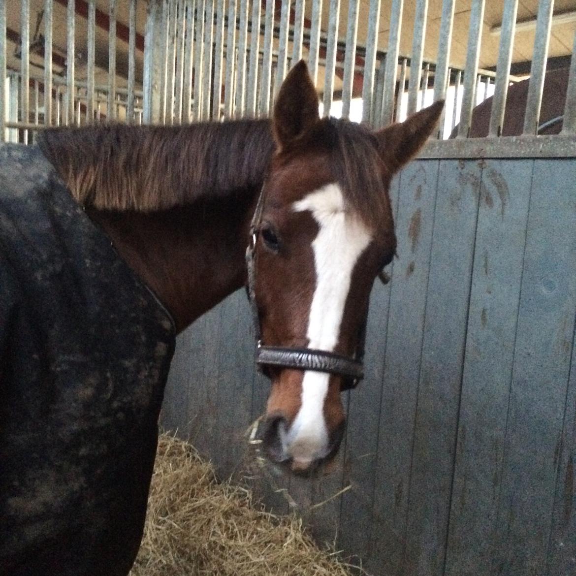 DSP Carla damgård billede 5