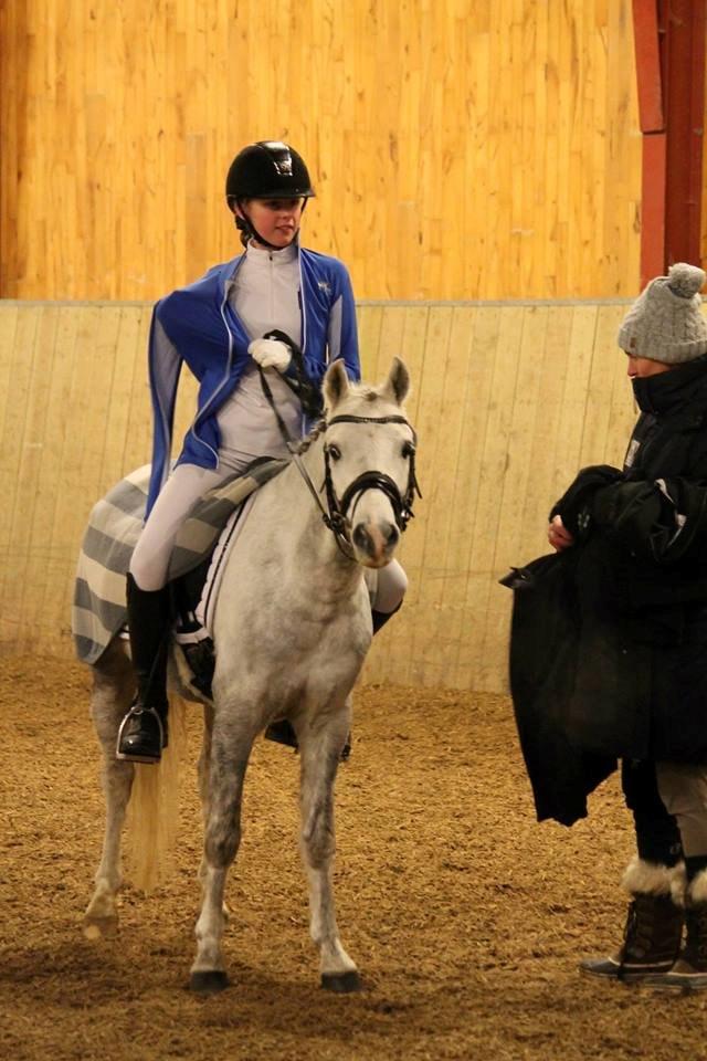 Welsh Pony (sec B) Kroggaardens Don Pedro billede 2