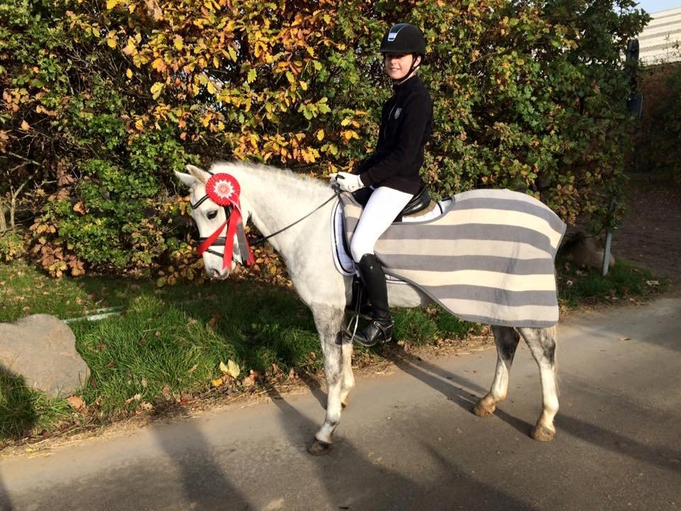 Welsh Pony (sec B) Kroggaardens Don Pedro billede 5