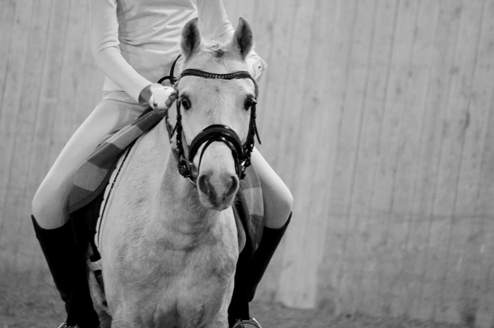 Welsh Pony (sec B) Kroggaardens Don Pedro billede 3