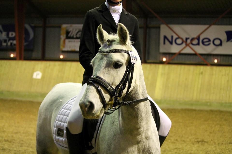 Welsh Pony (sec B) Kroggaardens Don Pedro billede 4