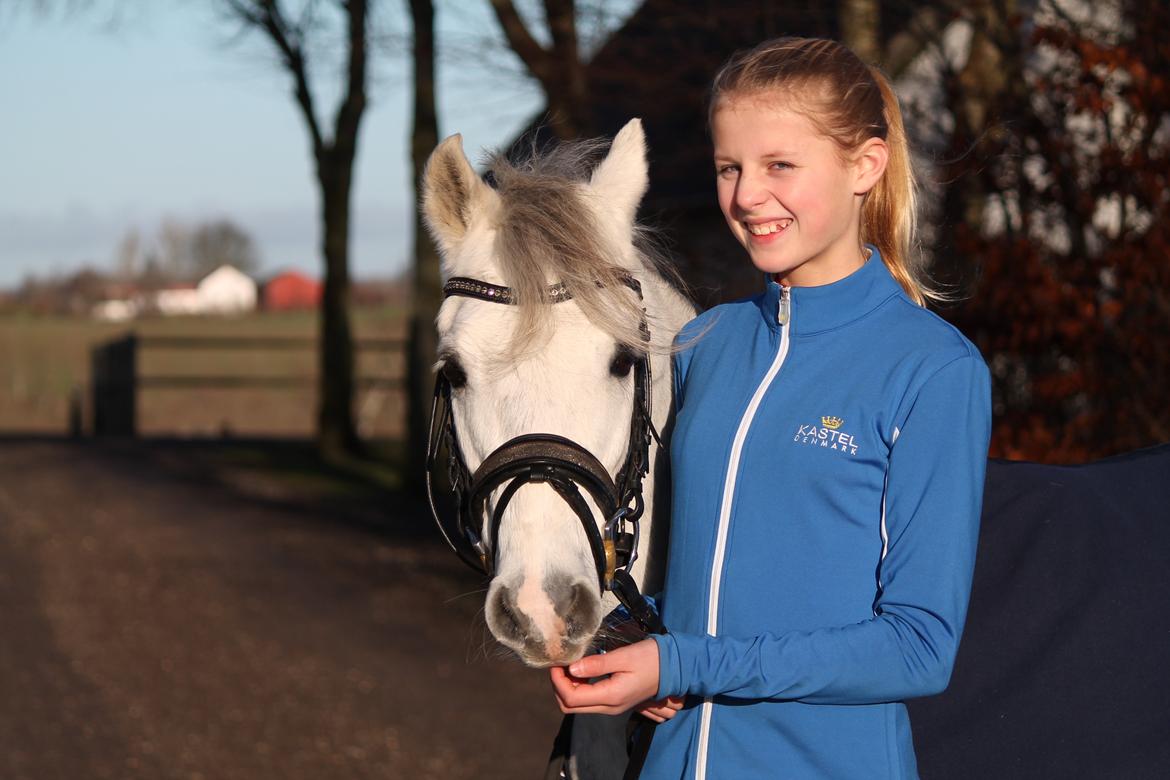 Welsh Pony (sec B) Kroggaardens Don Pedro billede 15