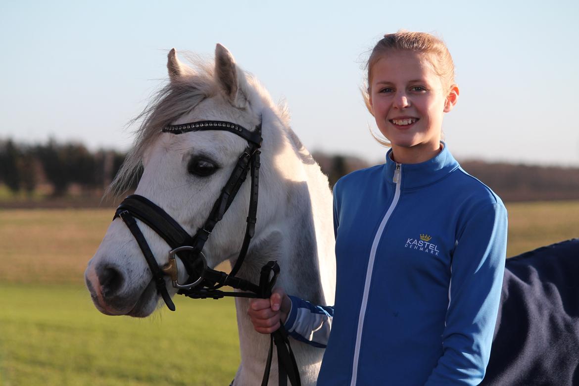 Welsh Pony (sec B) Kroggaardens Don Pedro billede 16